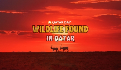 Wildlife Found in Qatar